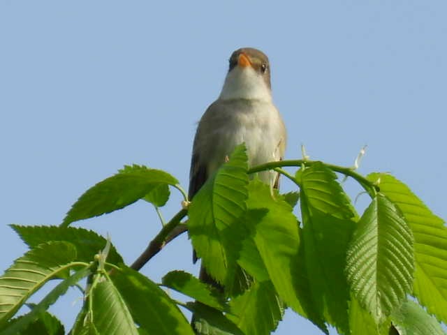 Willow Flycatcher - Joe McGill