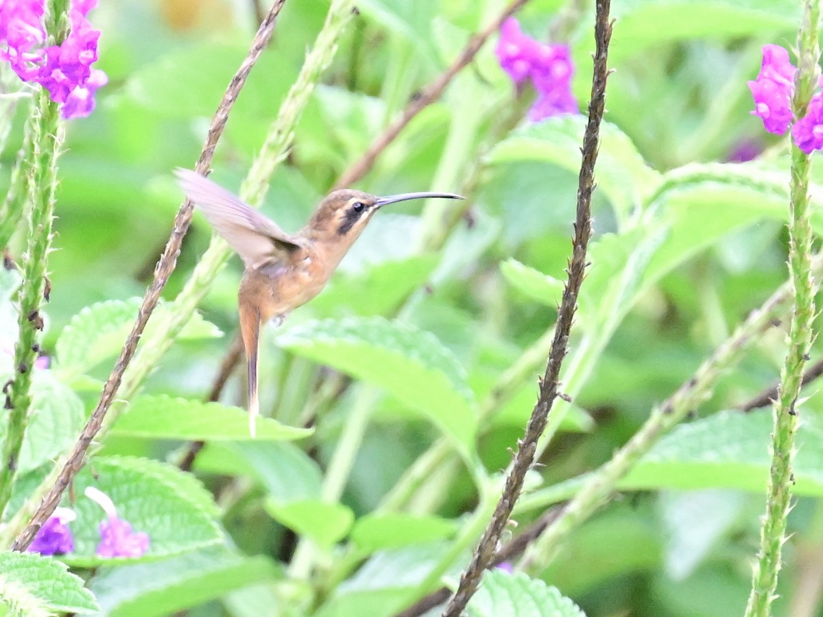 Stripe-throated Hermit - Vivian Fung