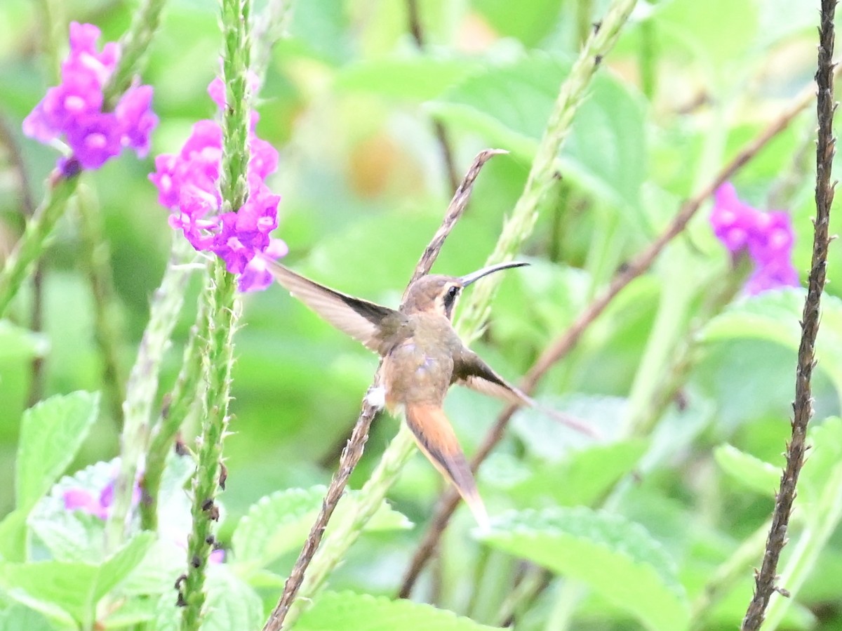 Stripe-throated Hermit - Vivian Fung