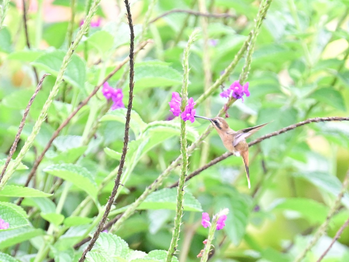 Stripe-throated Hermit - Vivian Fung