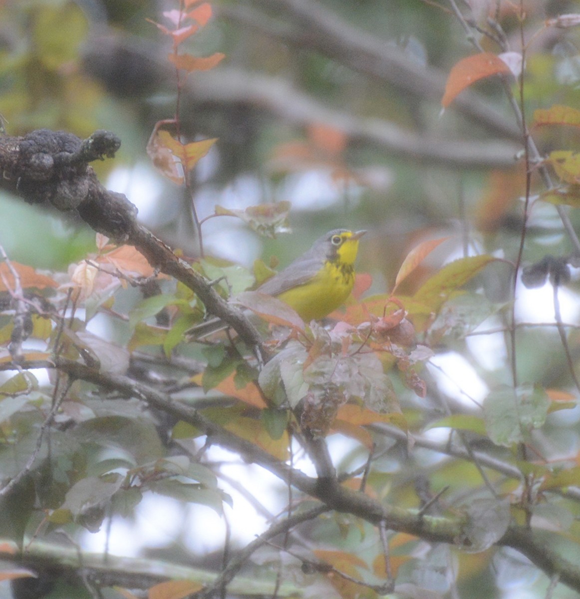 Canada Warbler - Albert Rowell