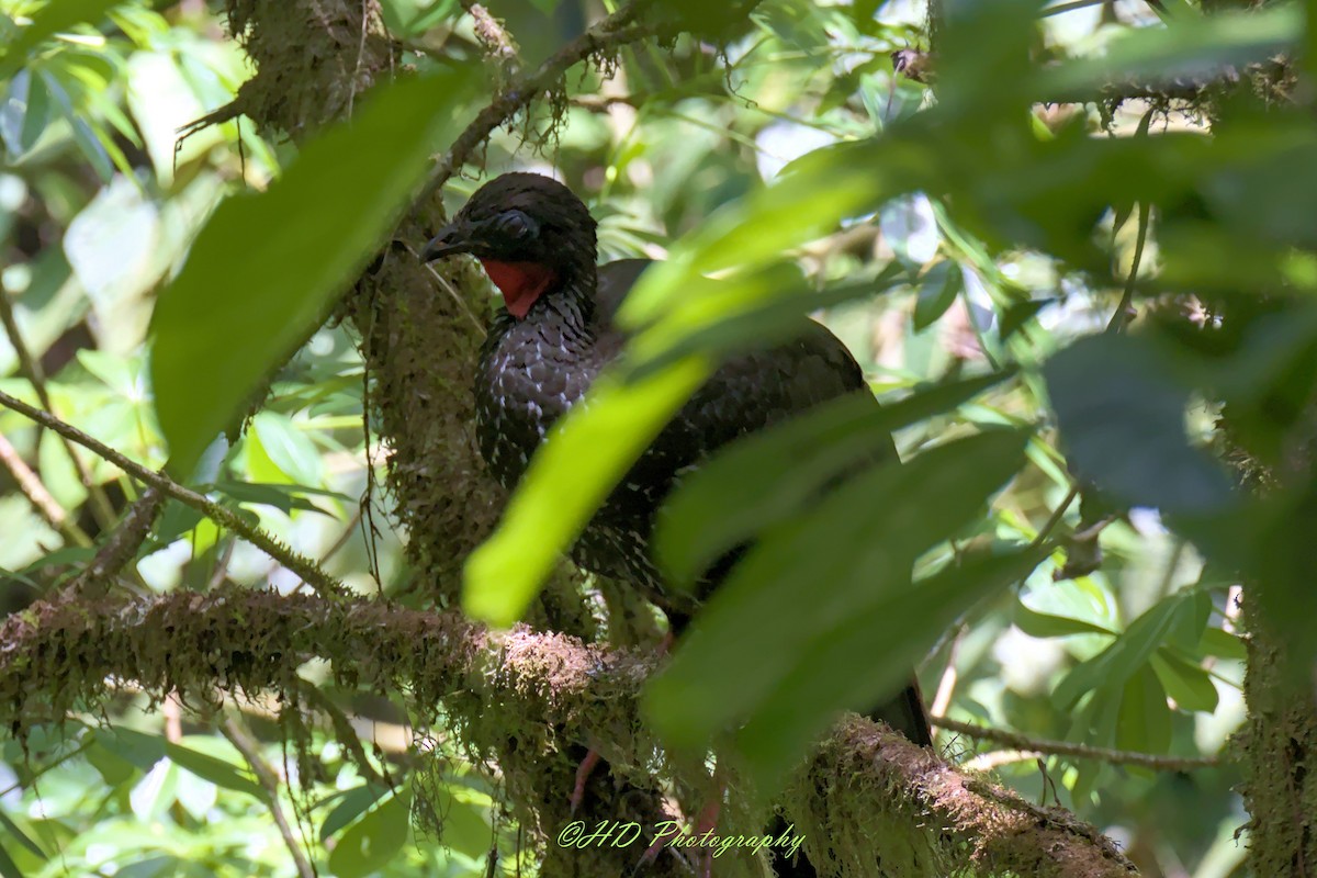 Crested Guan - Hugues Debeyser