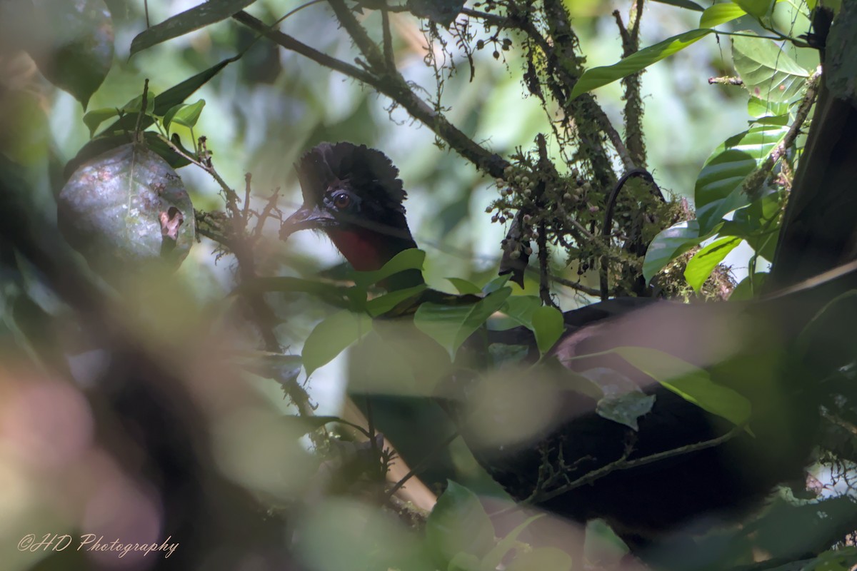 Crested Guan - Hugues Debeyser