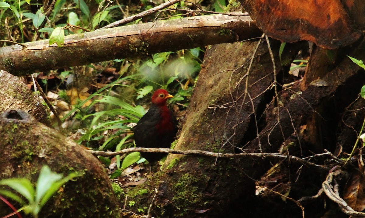 Crimson-headed Partridge - Scott Watson