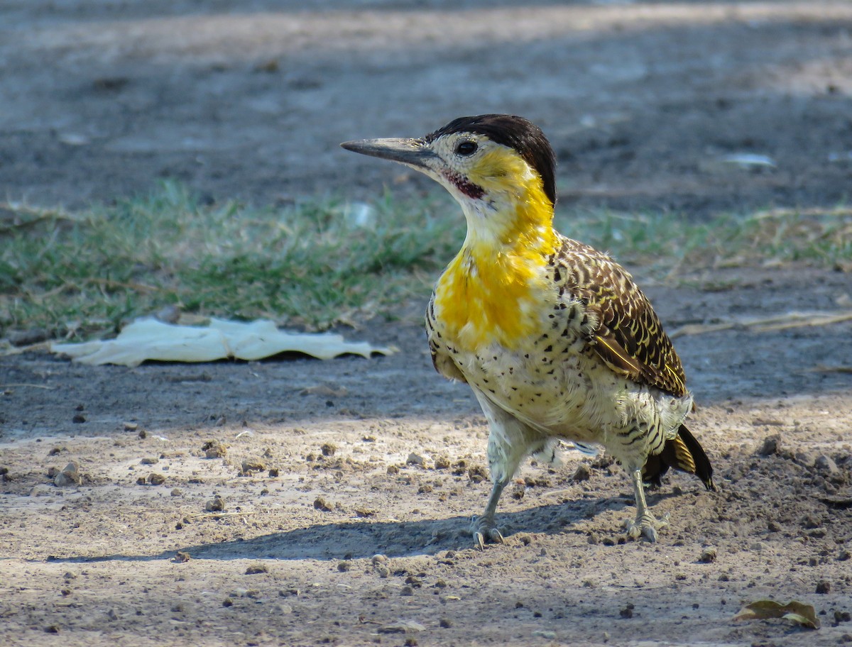 Campo Flicker - Marisel Morales