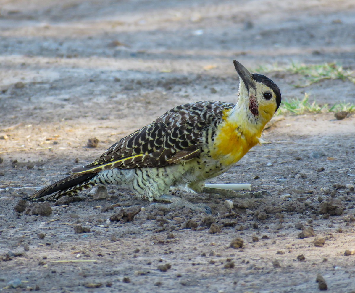 Campo Flicker - Marisel Morales