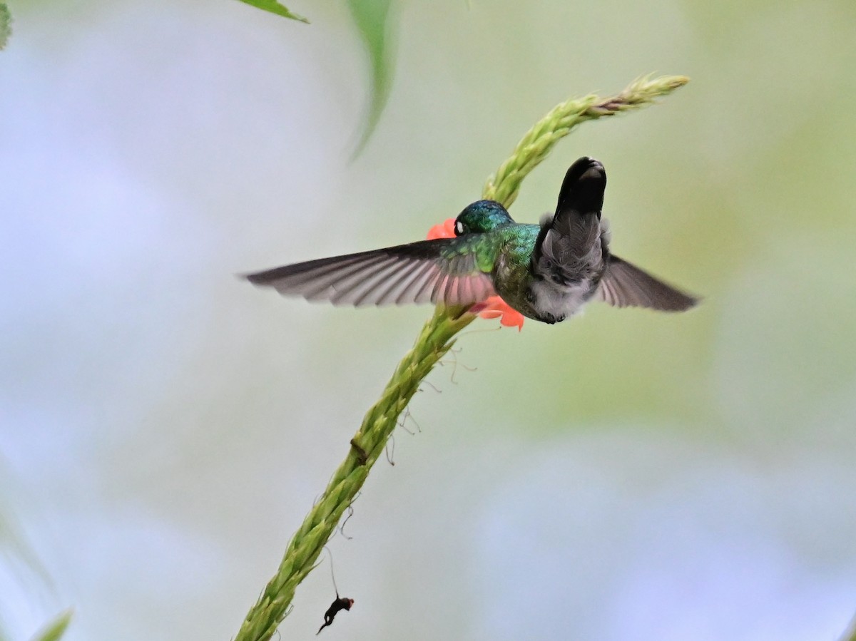 Violet-headed Hummingbird - Vivian Fung