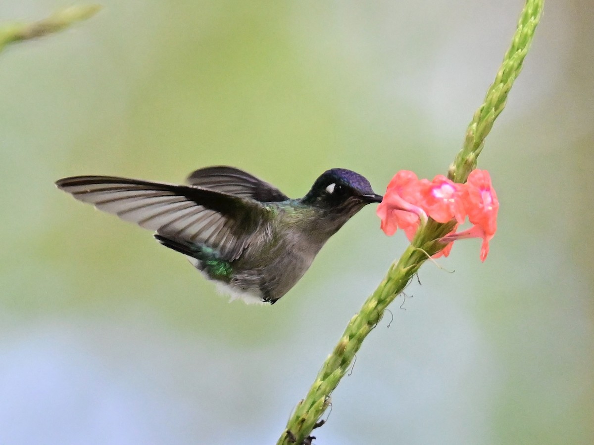 Violet-headed Hummingbird - Vivian Fung