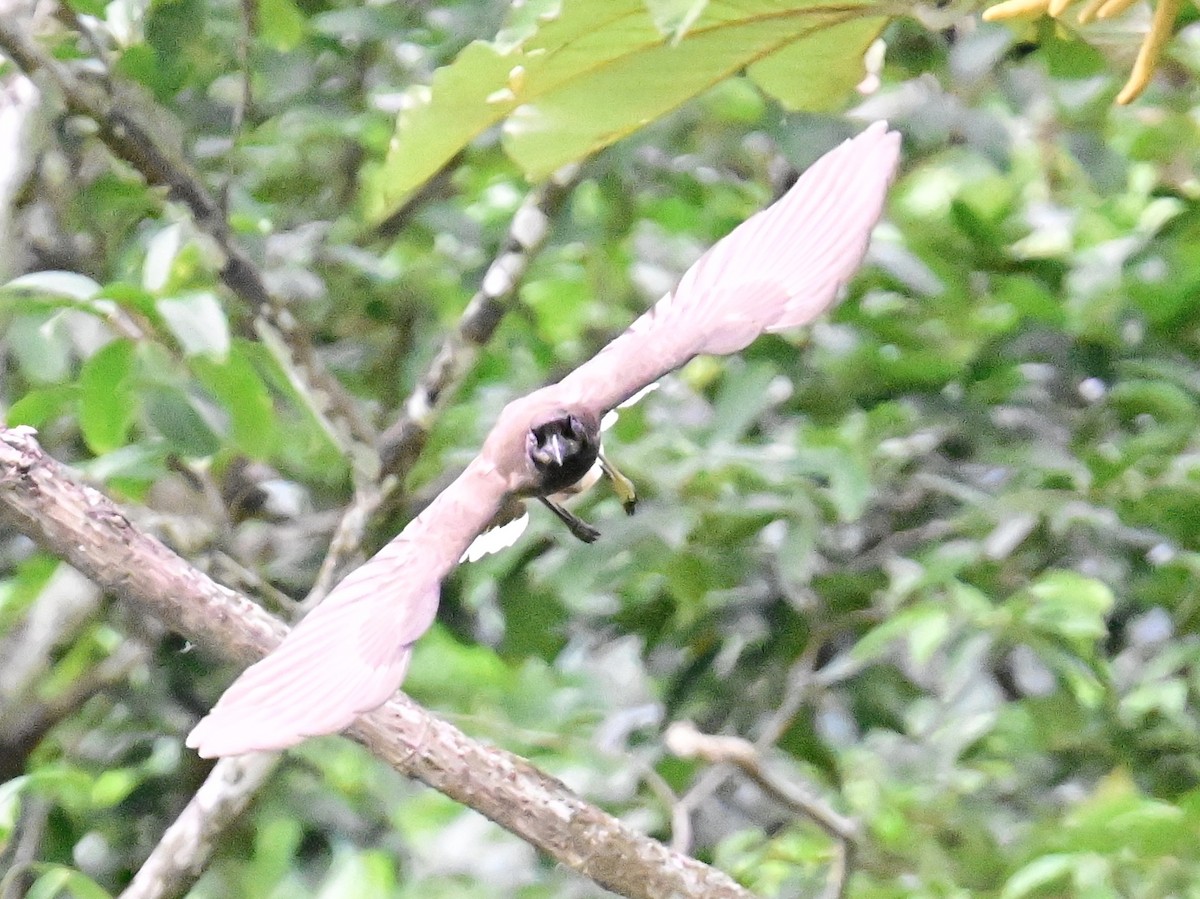 Brown Jay - Vivian Fung