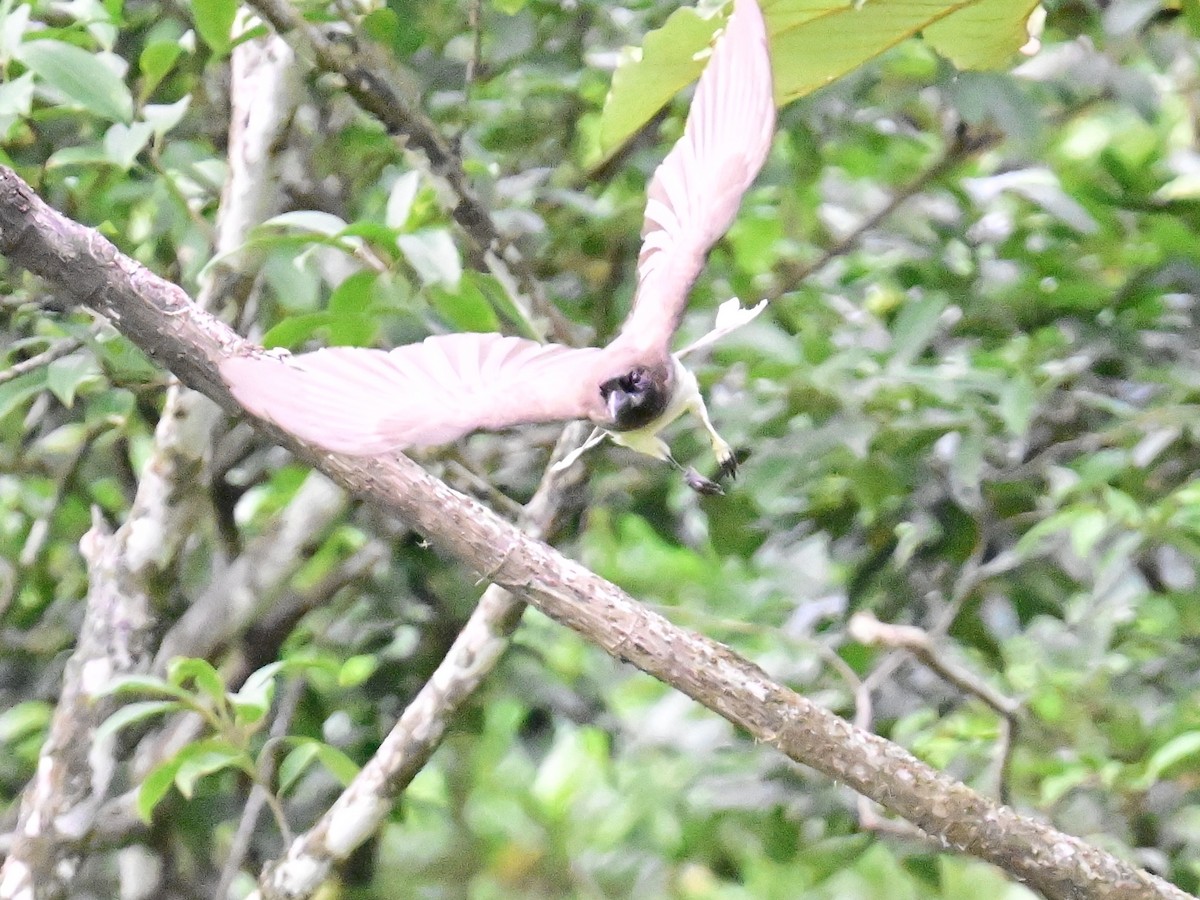 Brown Jay - Vivian Fung