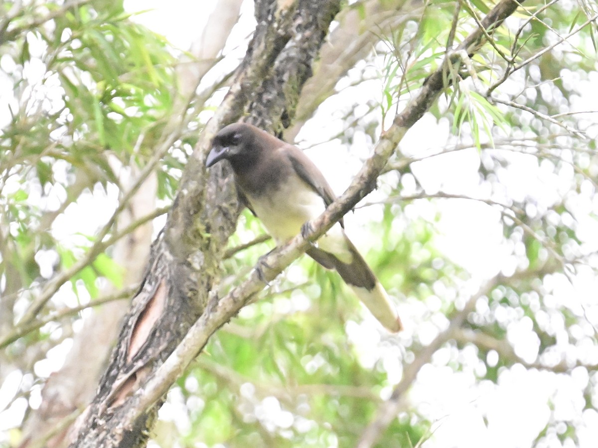 Brown Jay - Vivian Fung