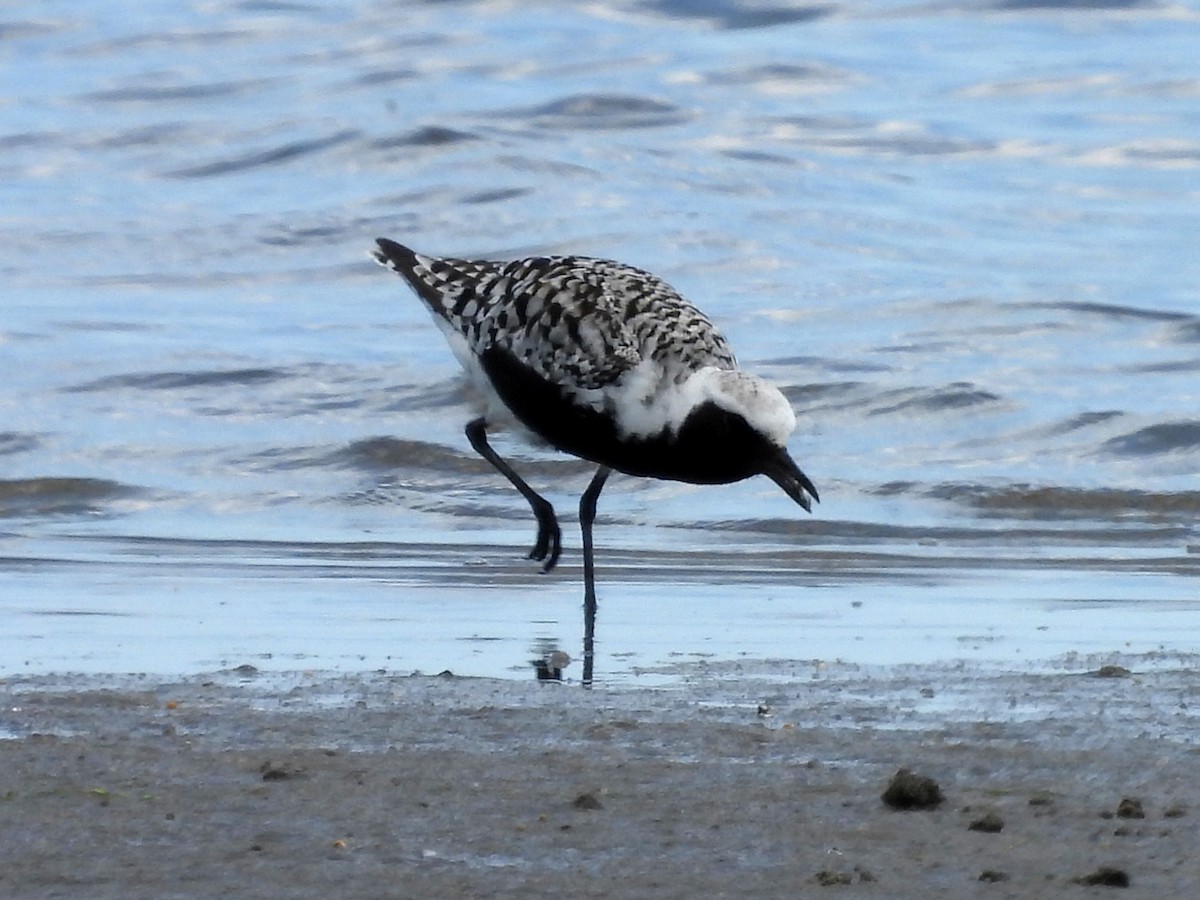 Black-bellied Plover - Pat Whittle