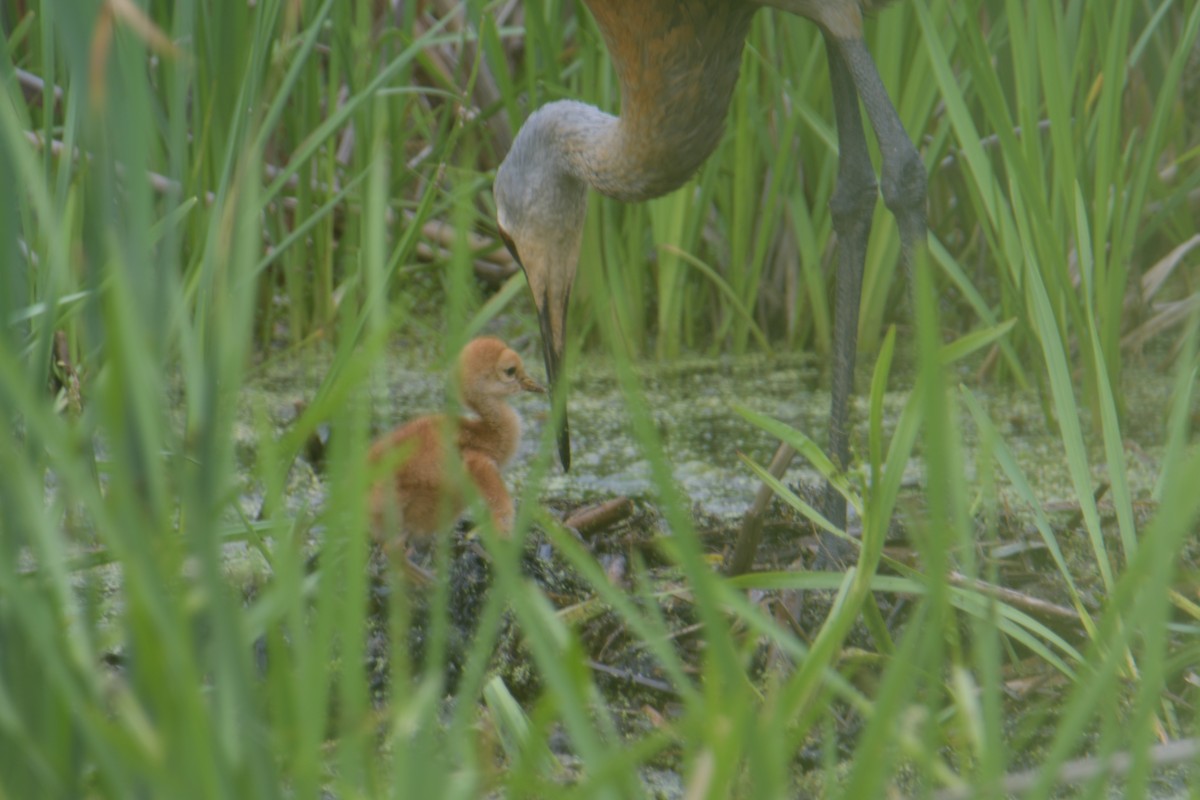 Sandhill Crane - Cathy Del Valle