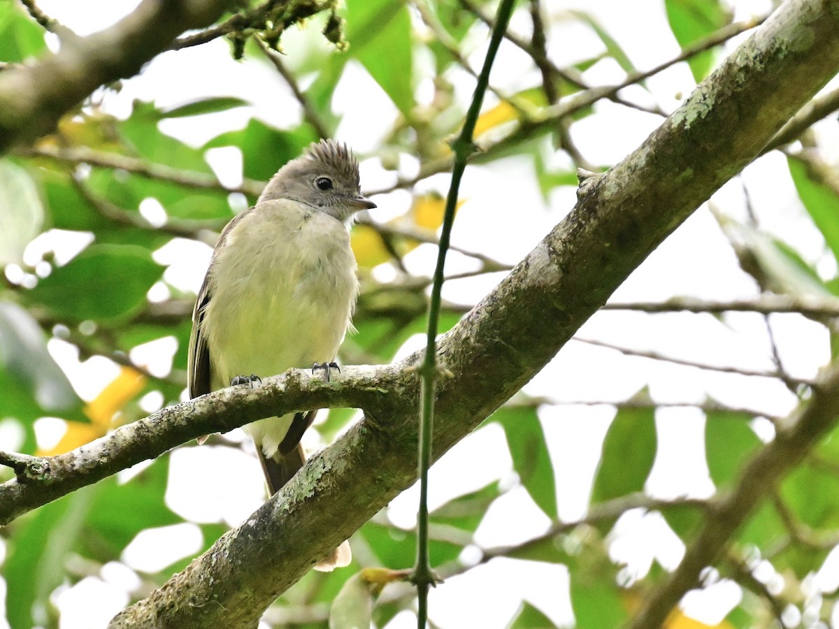 Yellow-bellied Elaenia - Vivian Fung