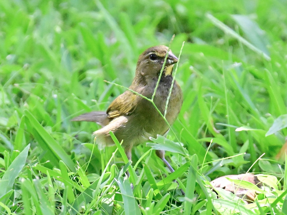 Yellow-faced Grassquit - Vivian Fung