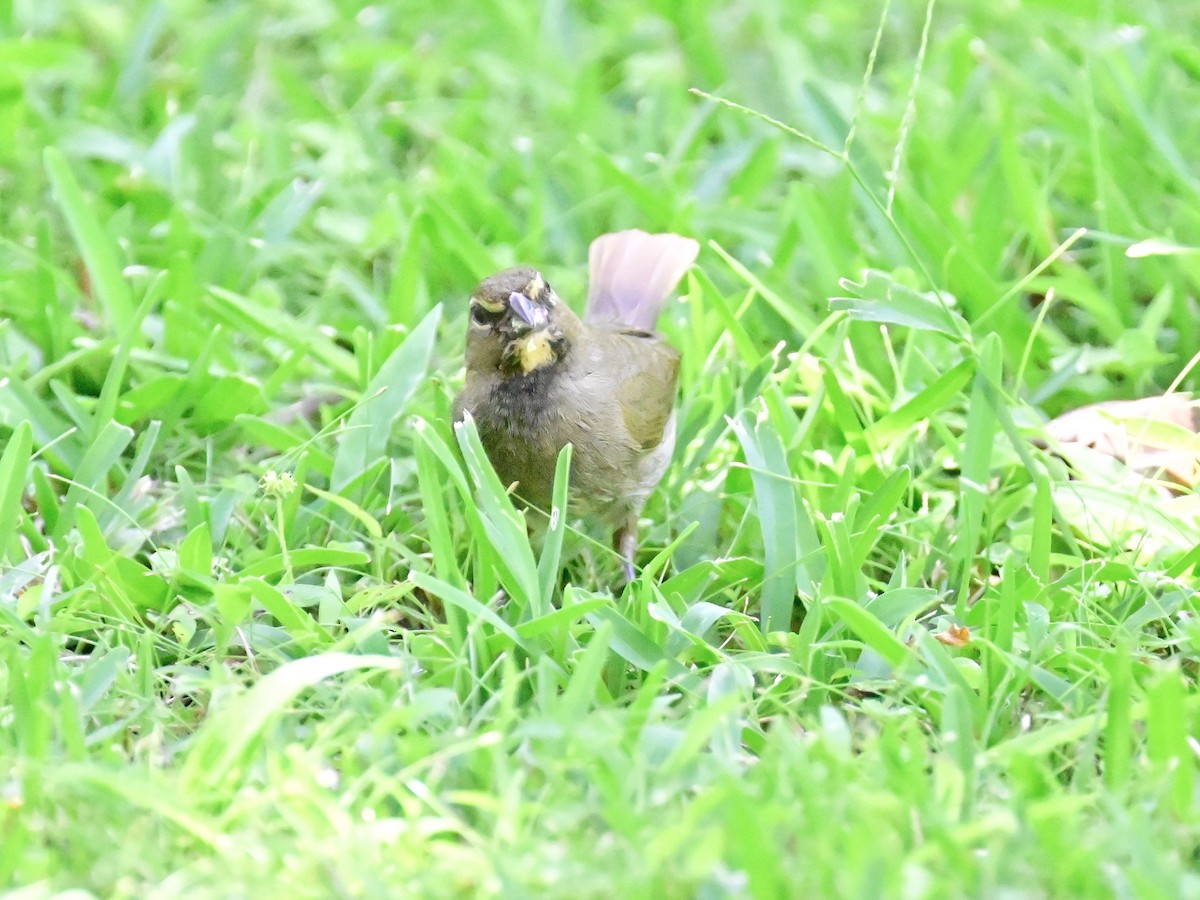 Yellow-faced Grassquit - Vivian Fung