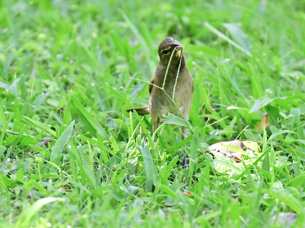 Yellow-faced Grassquit - Vivian Fung