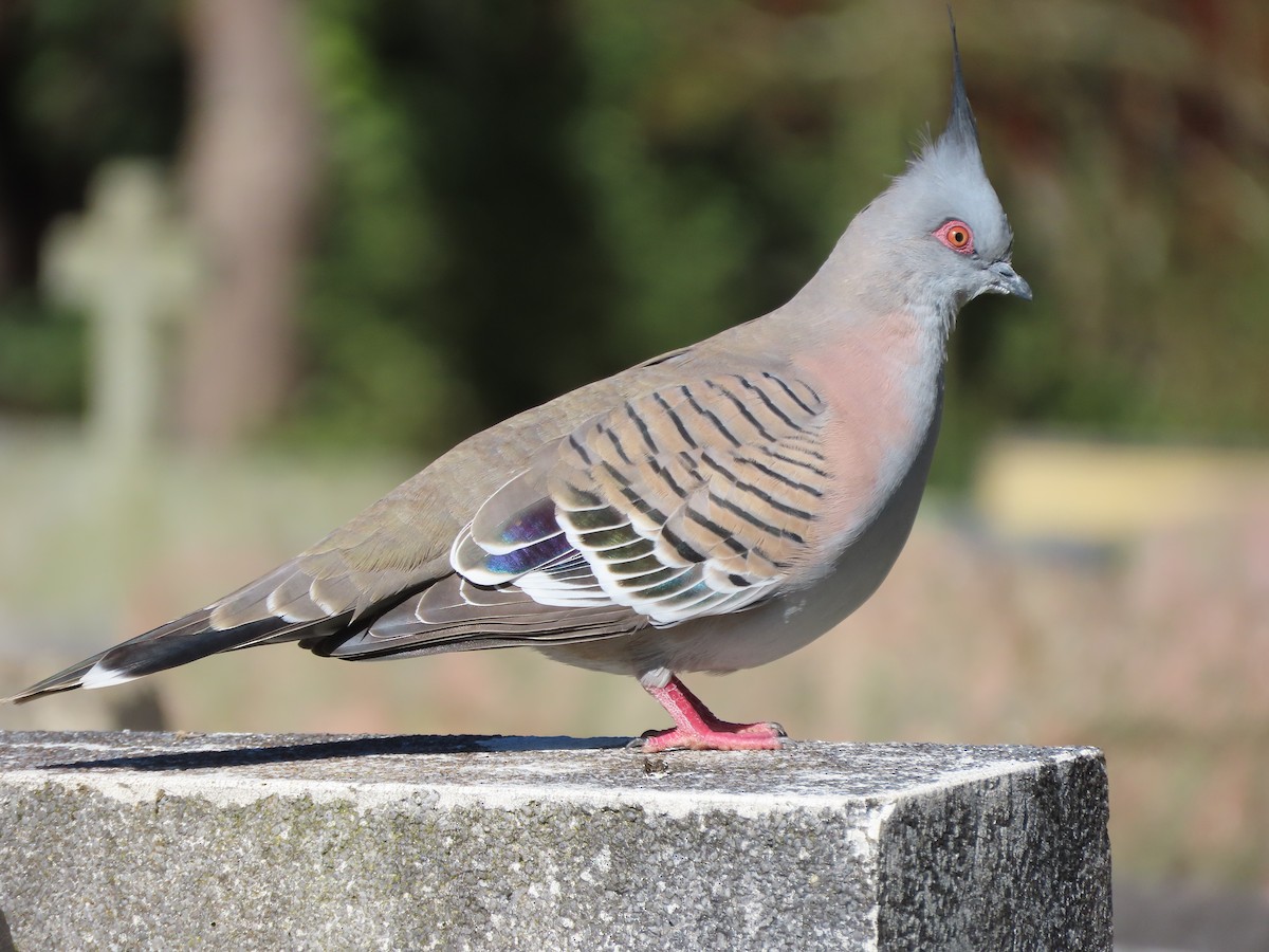 Crested Pigeon - Sandra Henderson