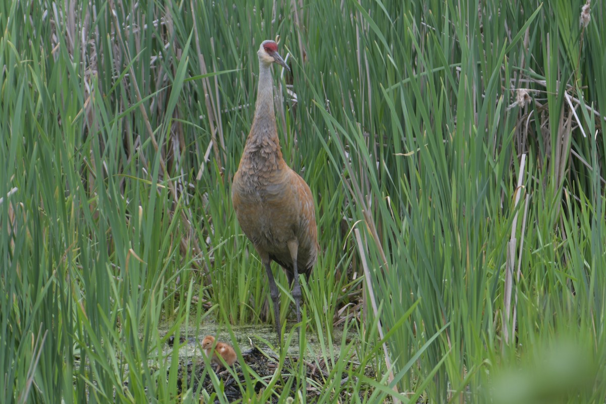 Sandhill Crane - Cathy Del Valle