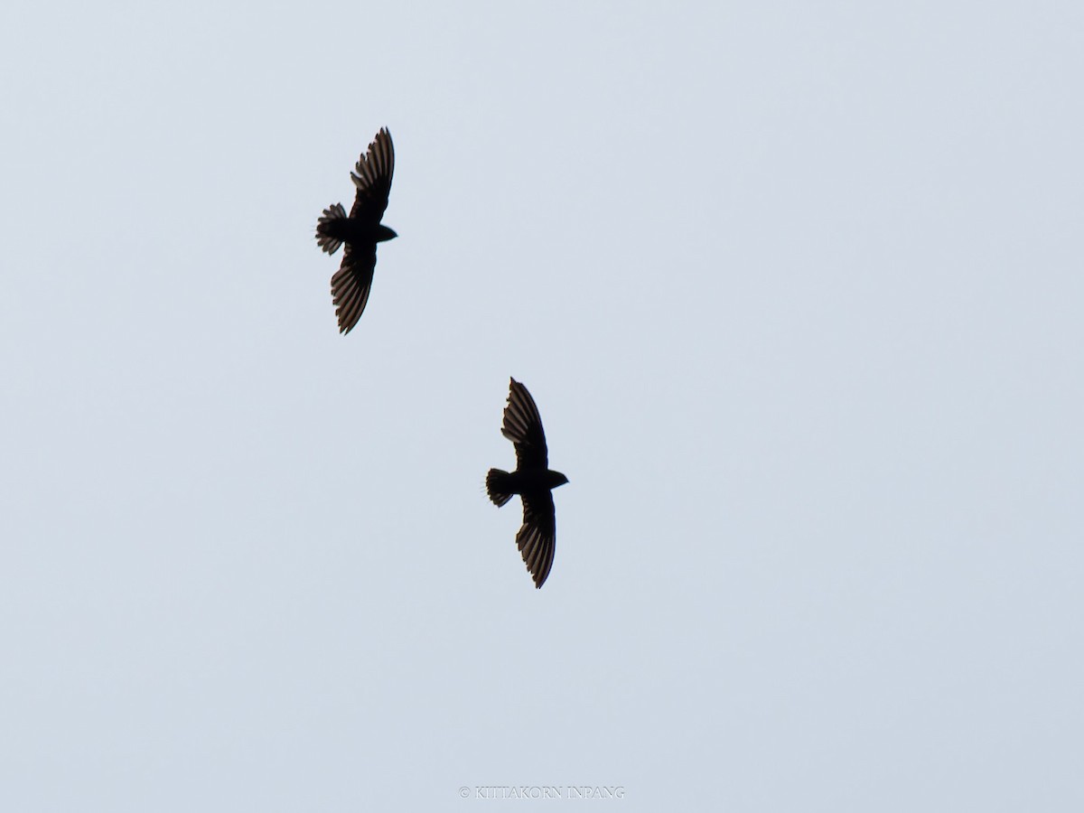 Silver-rumped Spinetail - Kittakorn Inpang