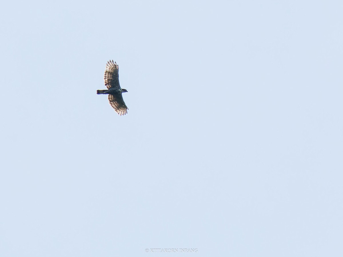 Blyth's Hawk-Eagle - Kittakorn Inpang