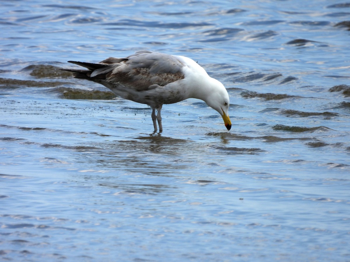 Ring-billed Gull - Pat Whittle