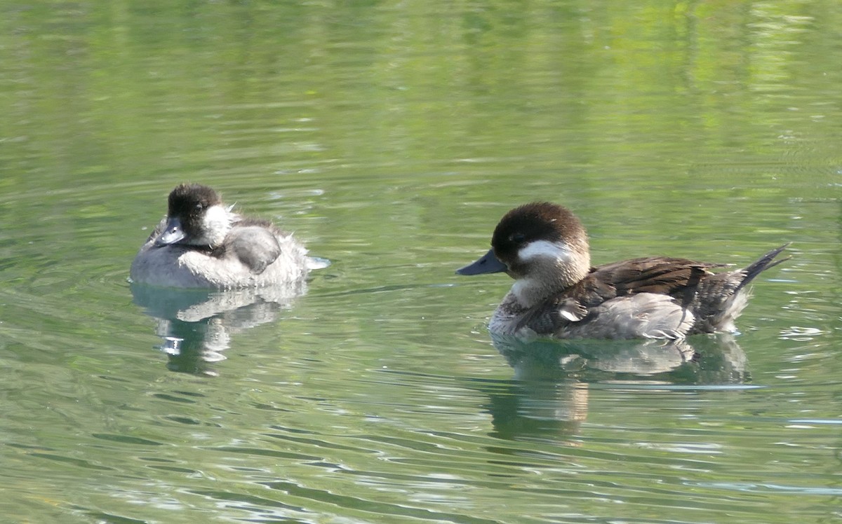 Bufflehead - Diane Stinson