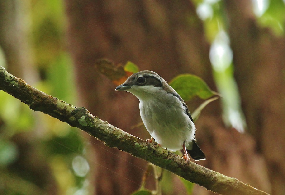 White-browed Shrike-Babbler - Scott Watson