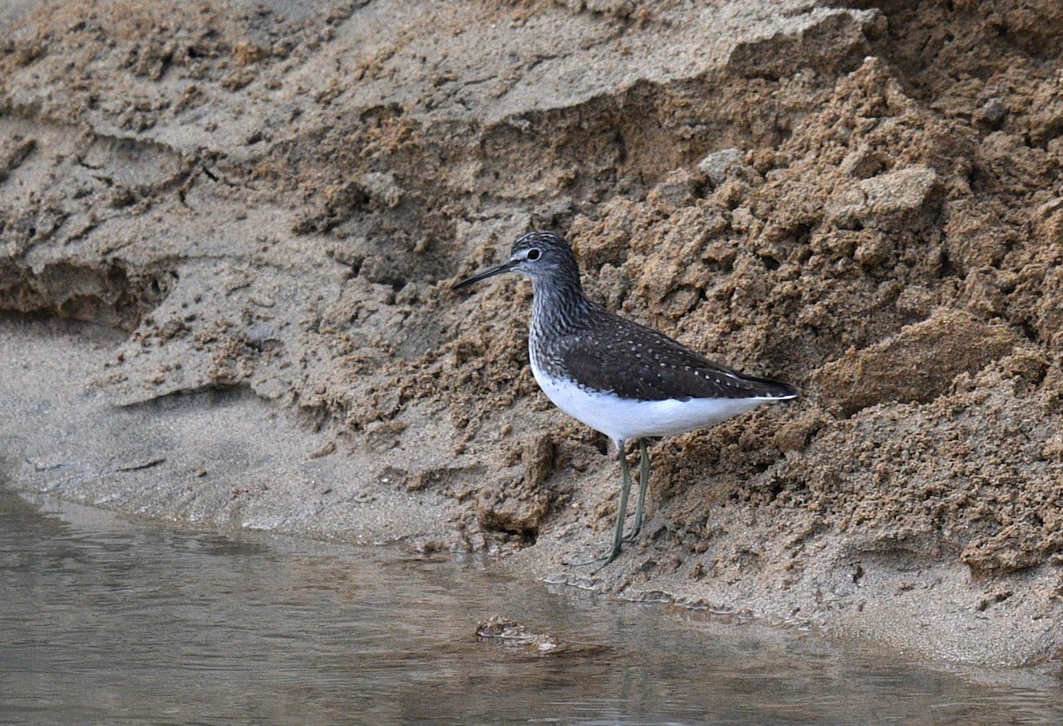 Green Sandpiper - Rofikul Islam