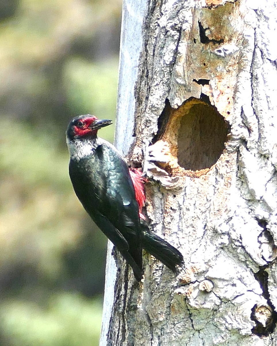 Lewis's Woodpecker - Diane Stinson