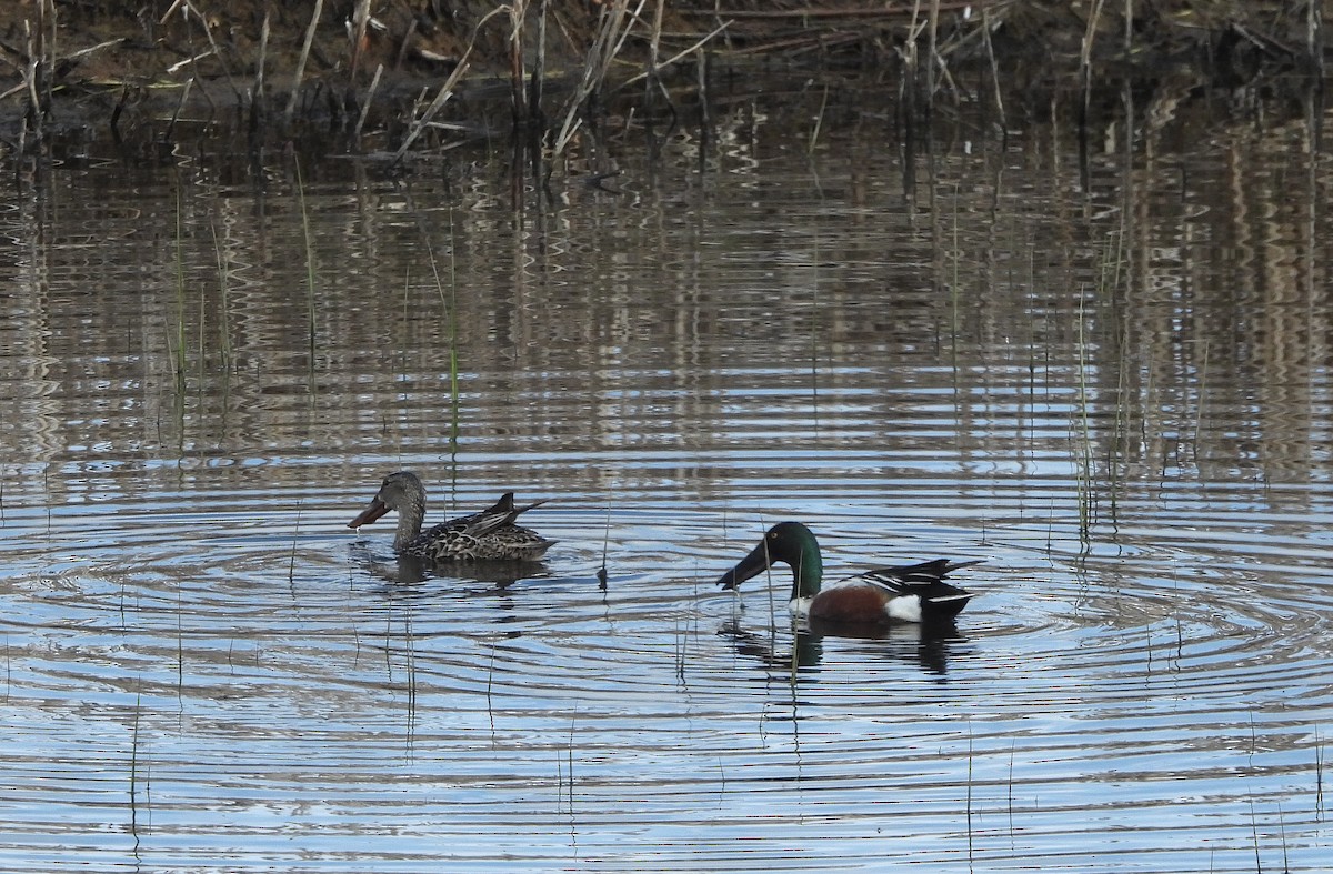 Northern Shoveler - Stephen Feldman