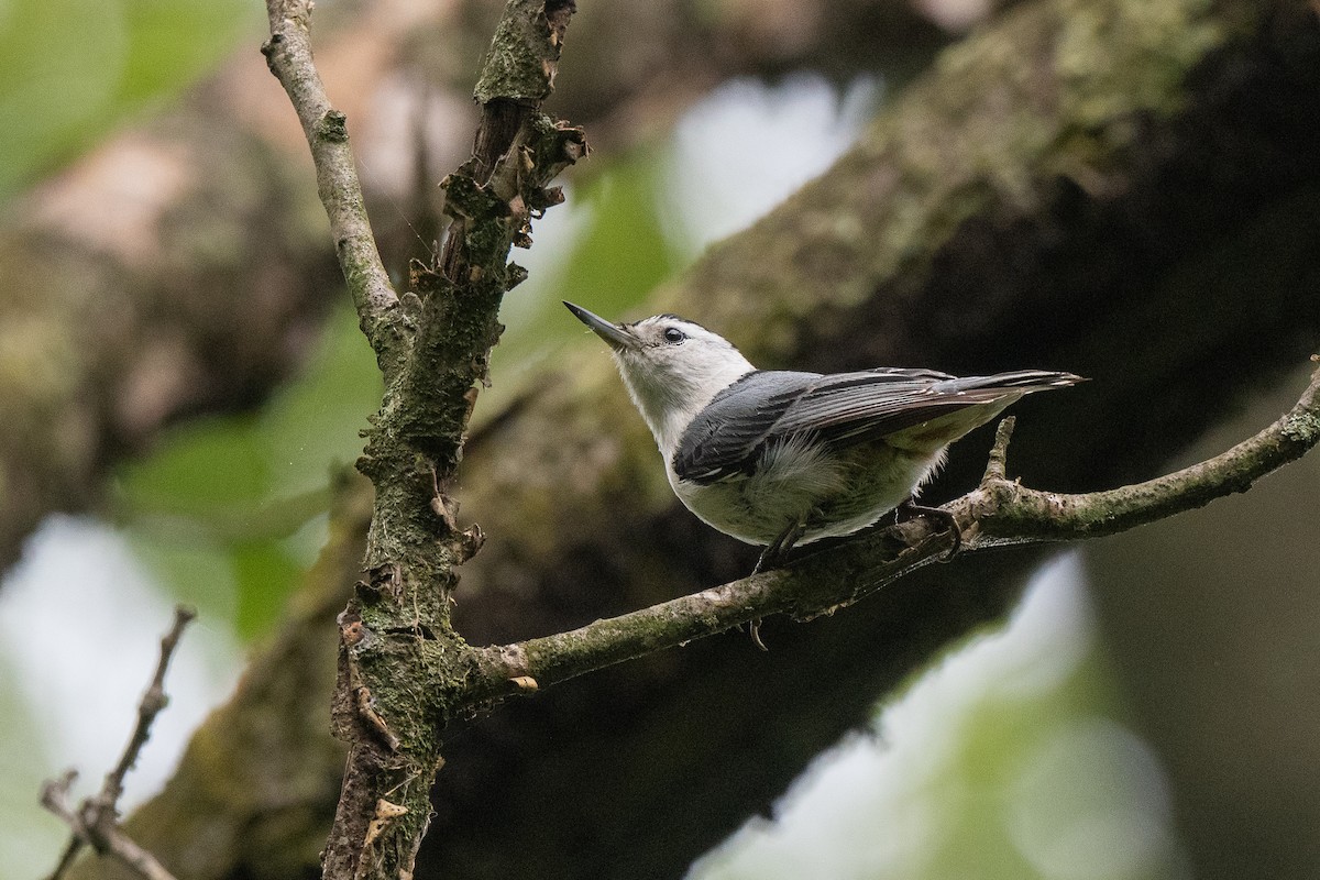 White-breasted Nuthatch - Susan Teefy