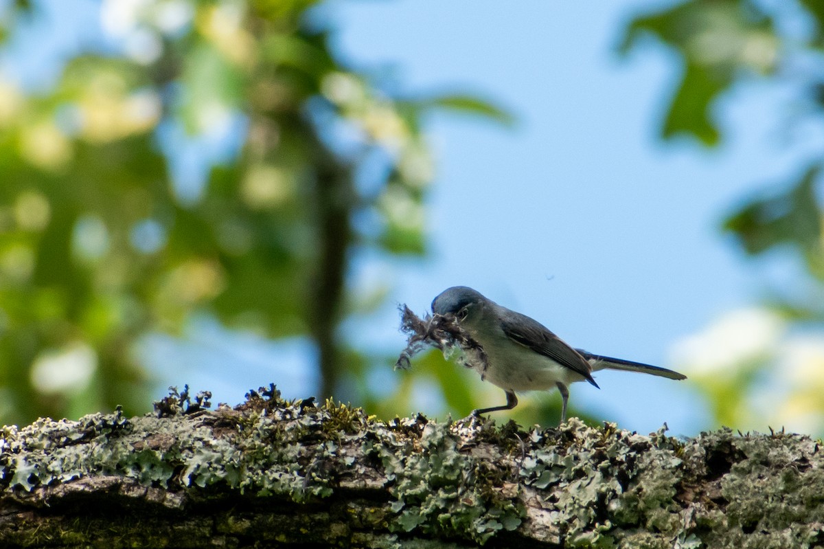 Blue-gray Gnatcatcher - Dawn S