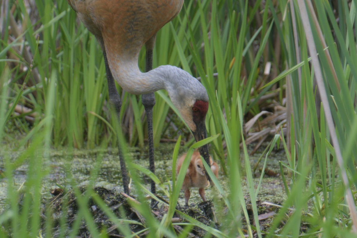 Sandhill Crane - Cathy Del Valle