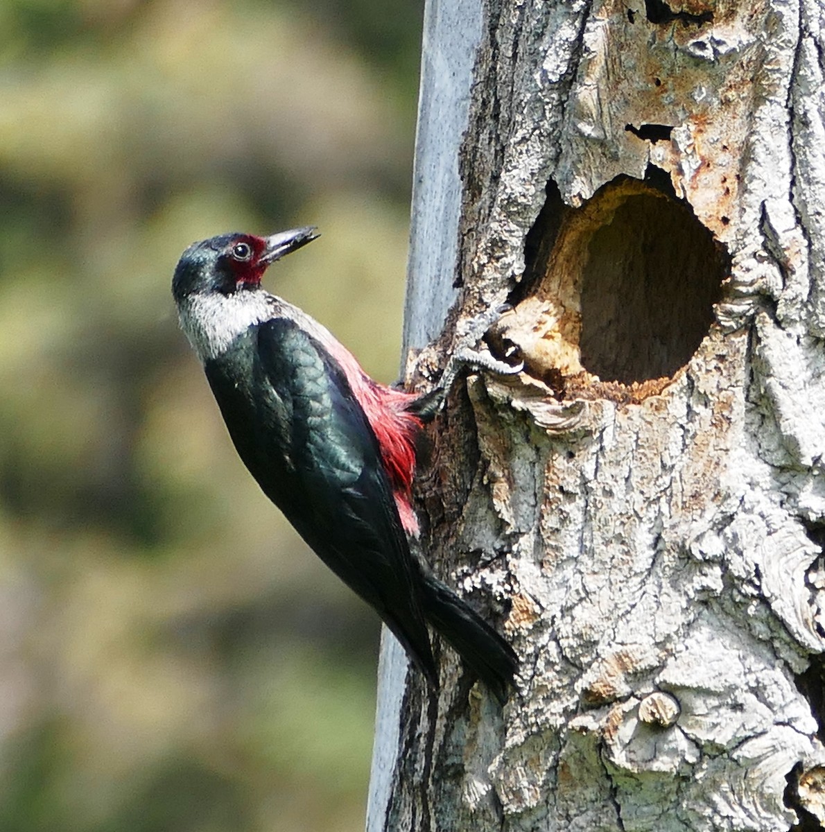 Lewis's Woodpecker - Diane Stinson