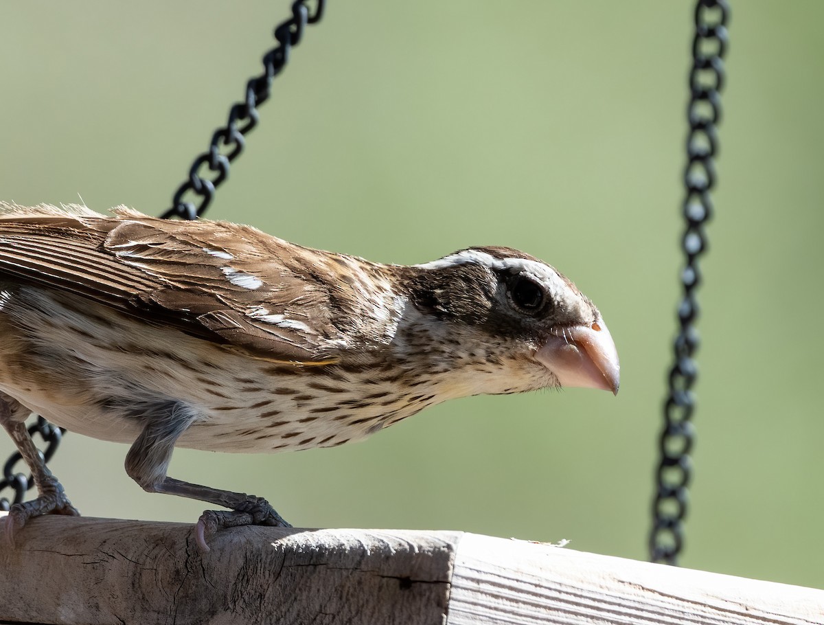 Rose-breasted Grosbeak - Robert Shull