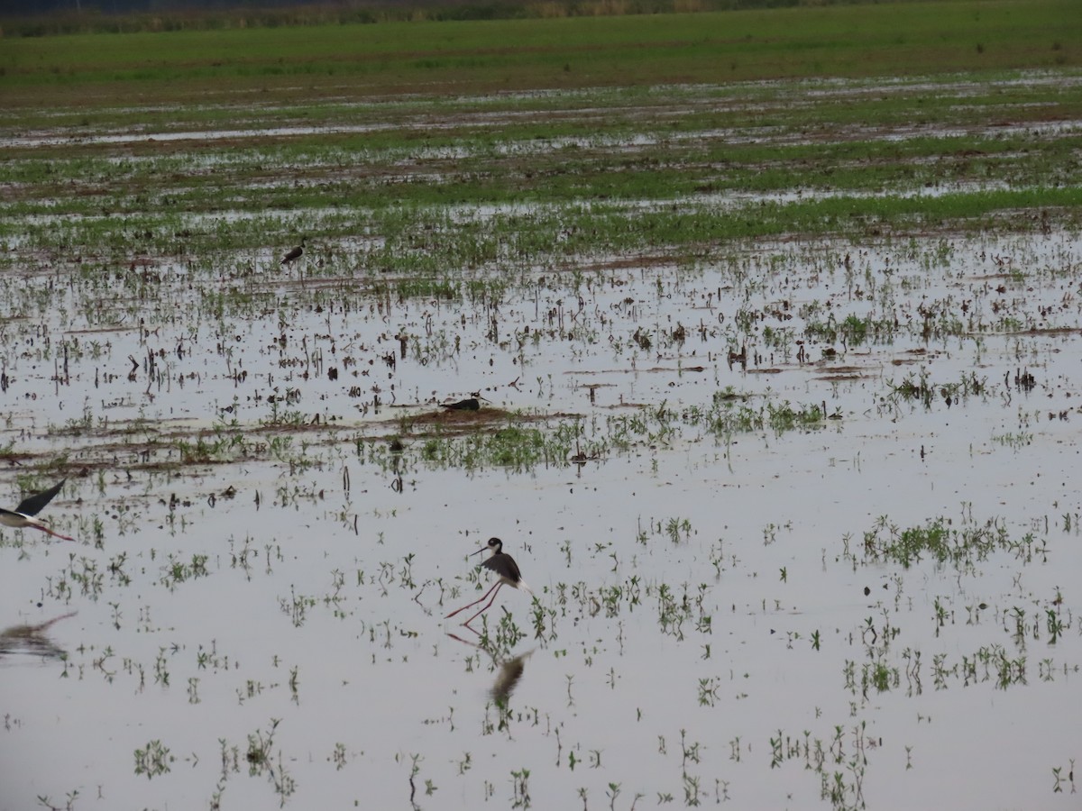 Black-necked Stilt - Jane Wiewora