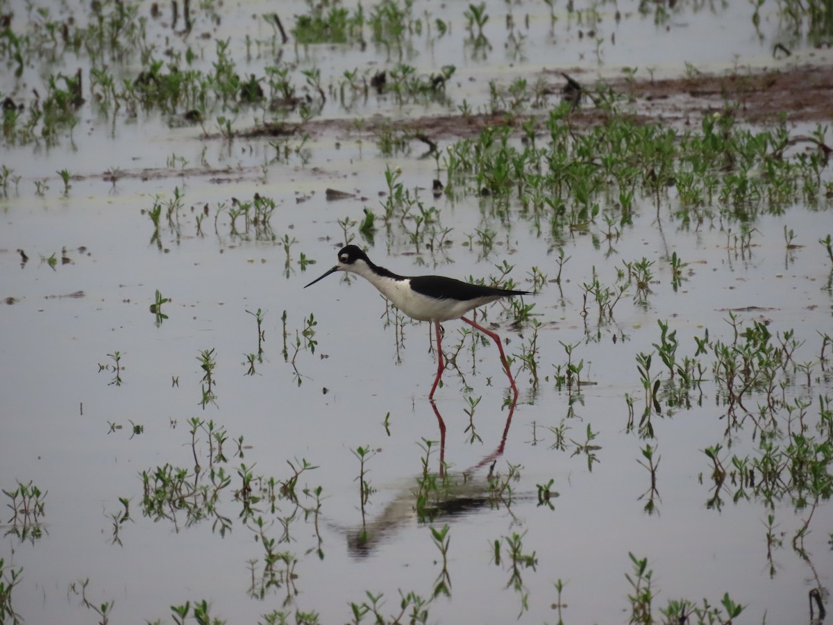 Black-necked Stilt - ML619472203