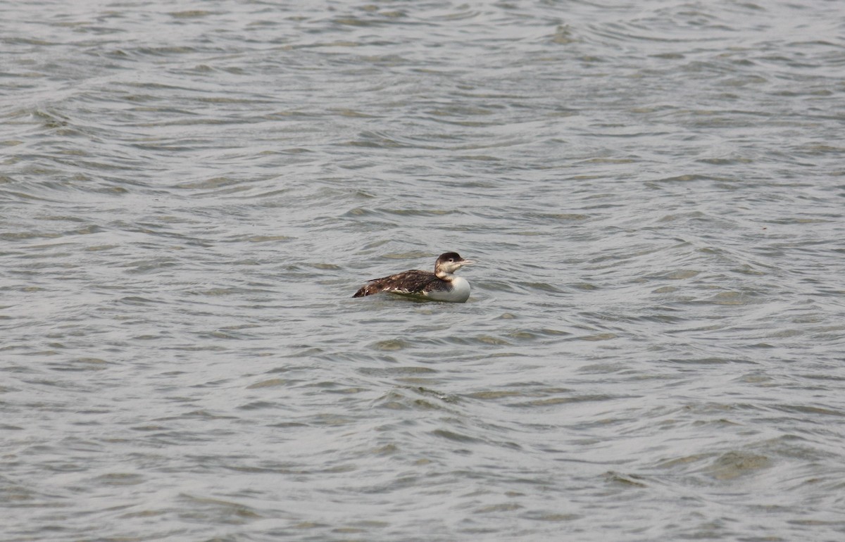 Common Loon - Rohit Agarwal