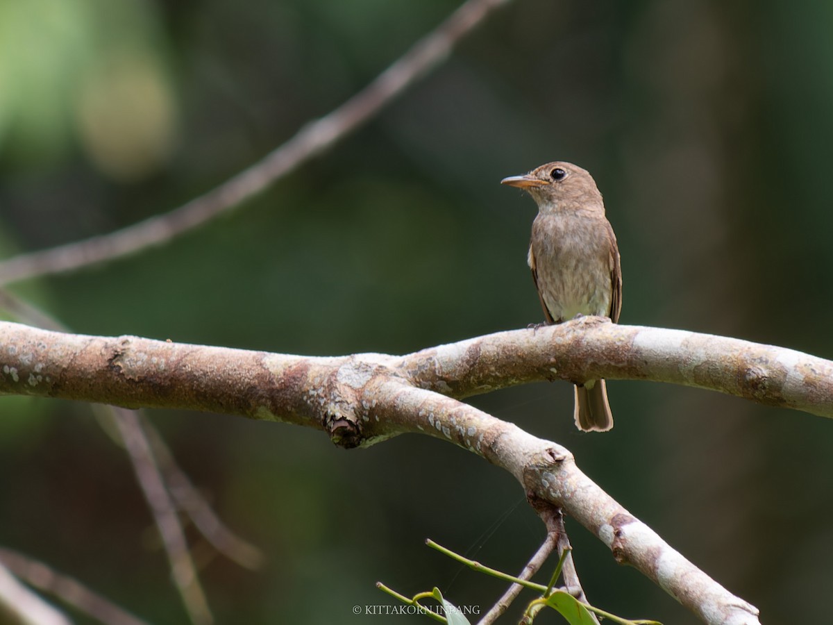 Brown-streaked Flycatcher (Brown-streaked) - Kittakorn Inpang