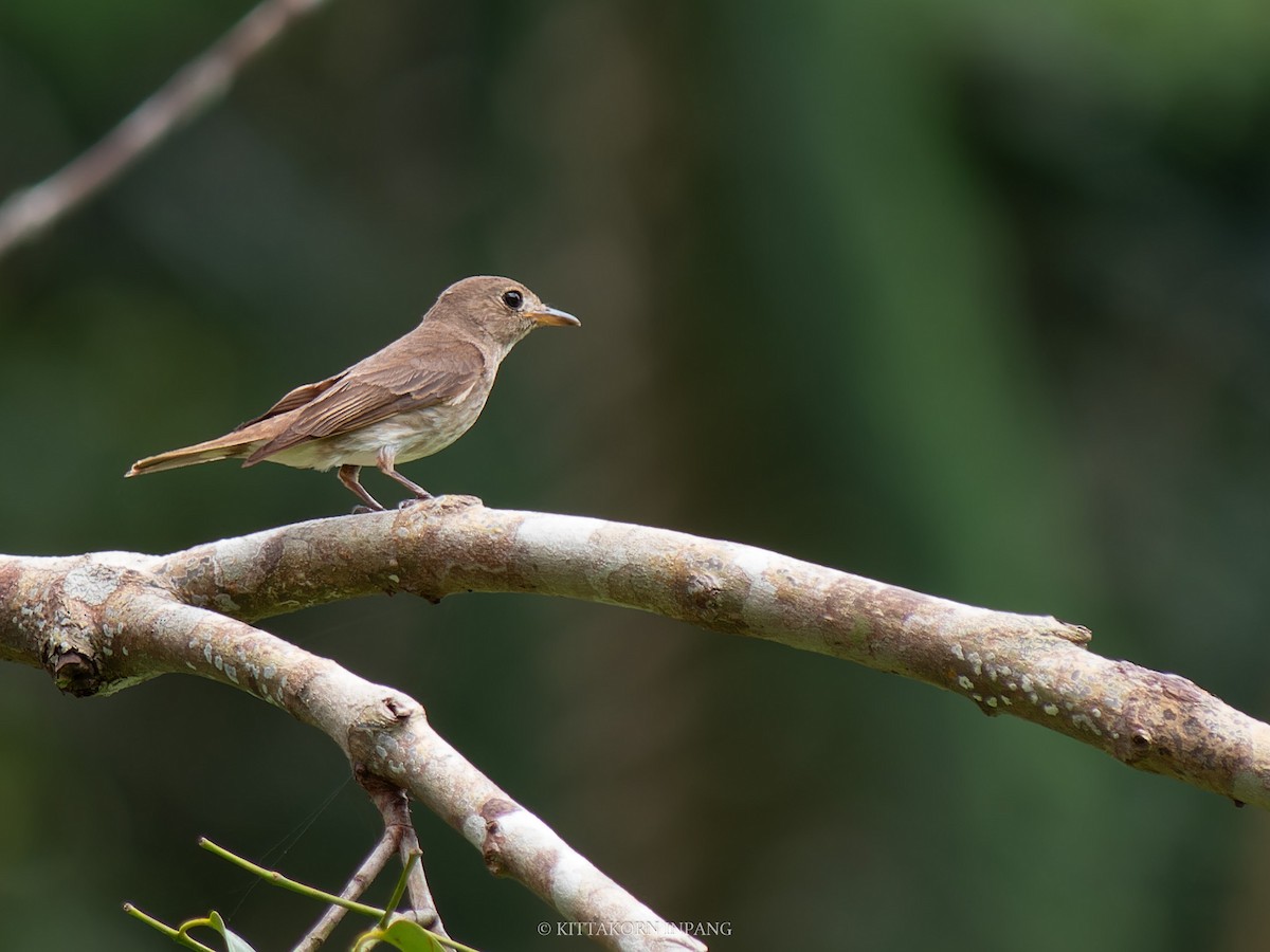 Brown-streaked Flycatcher (Brown-streaked) - Kittakorn Inpang