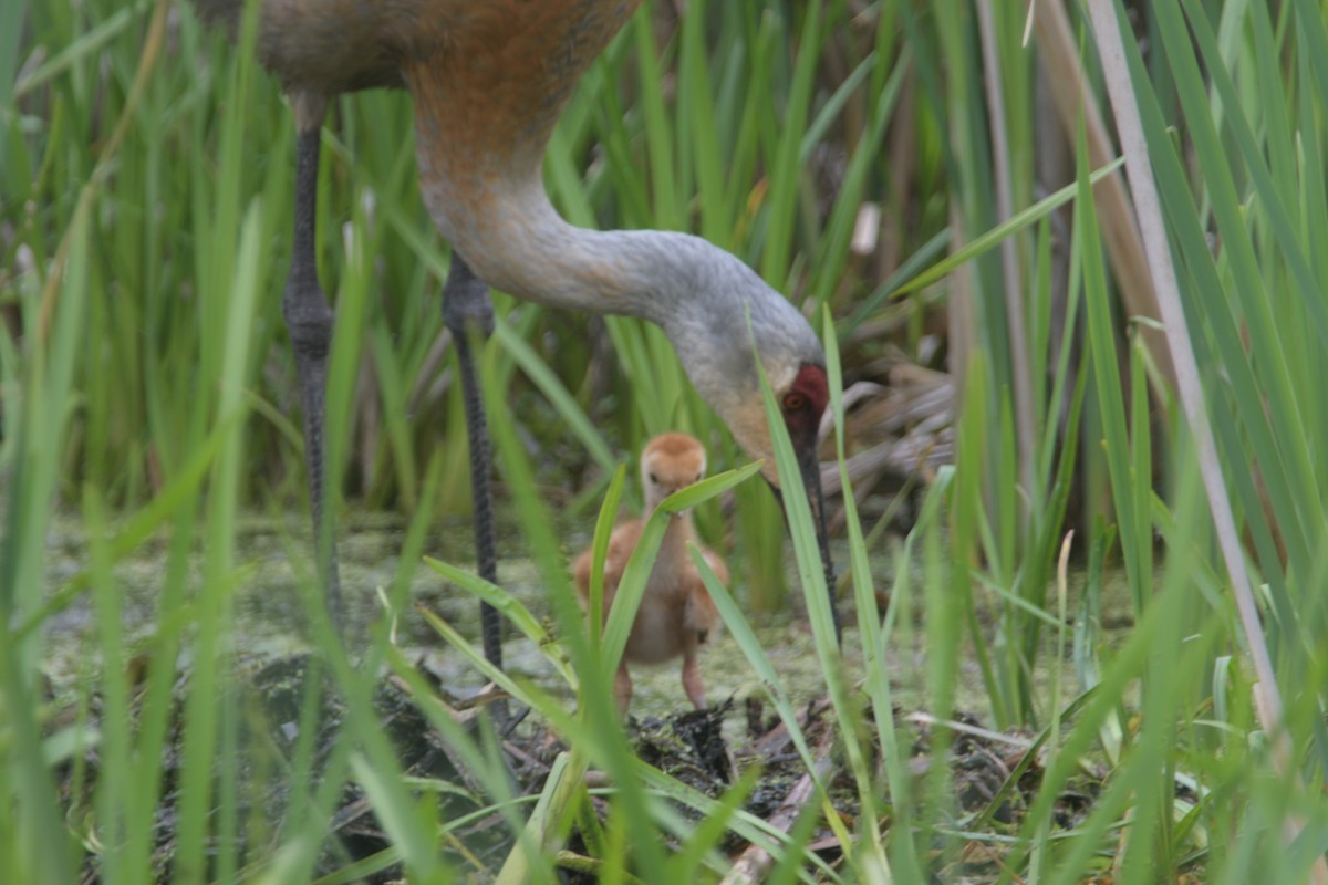 Sandhill Crane - Cathy Del Valle