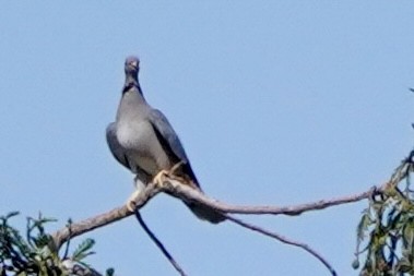 Band-tailed Pigeon - Kenneth Mamitsuka