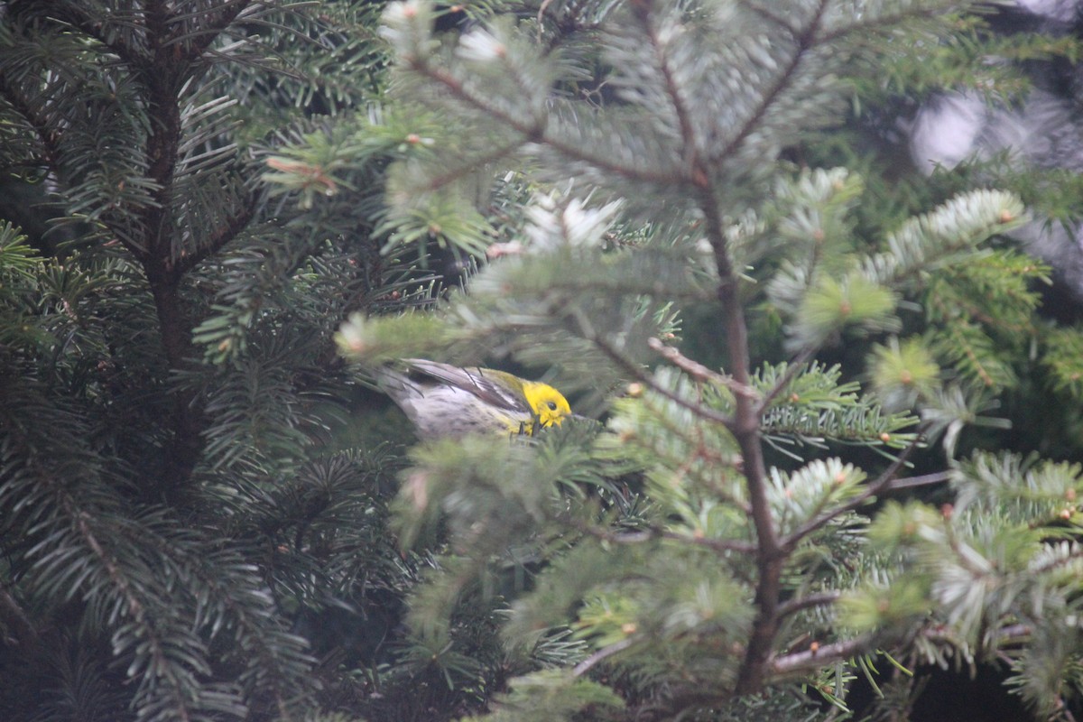 Townsend's x Hermit Warbler (hybrid) - Alex Young