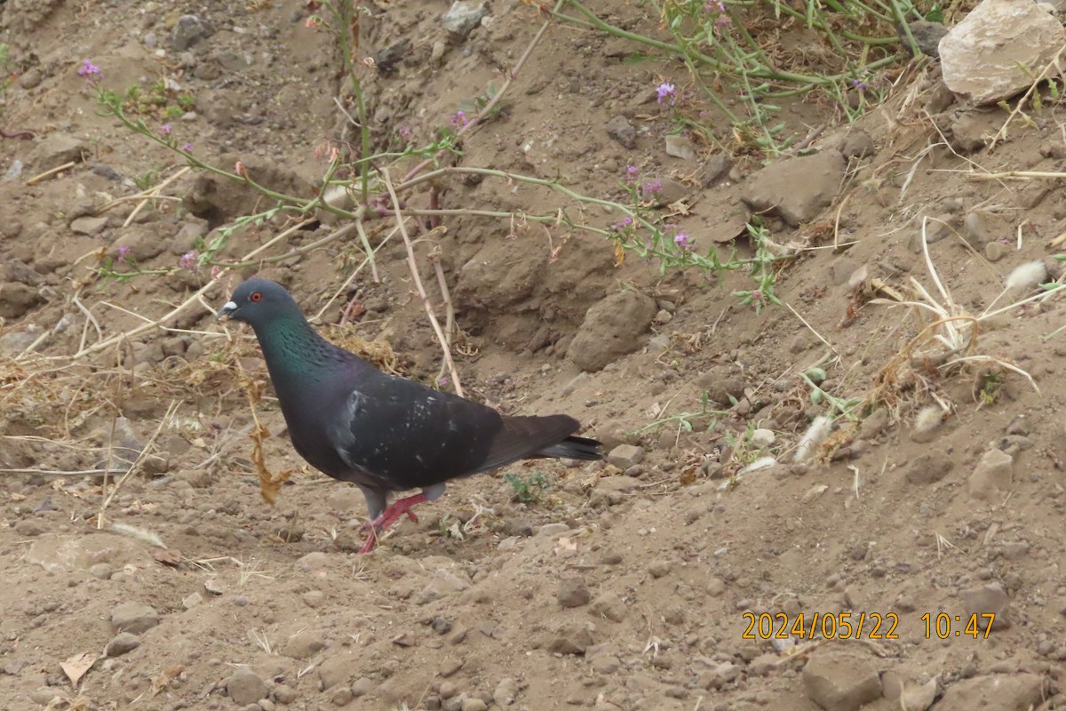 Rock Pigeon (Feral Pigeon) - Mark Holmgren