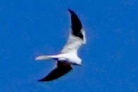 White-tailed Kite - Kenneth Mamitsuka