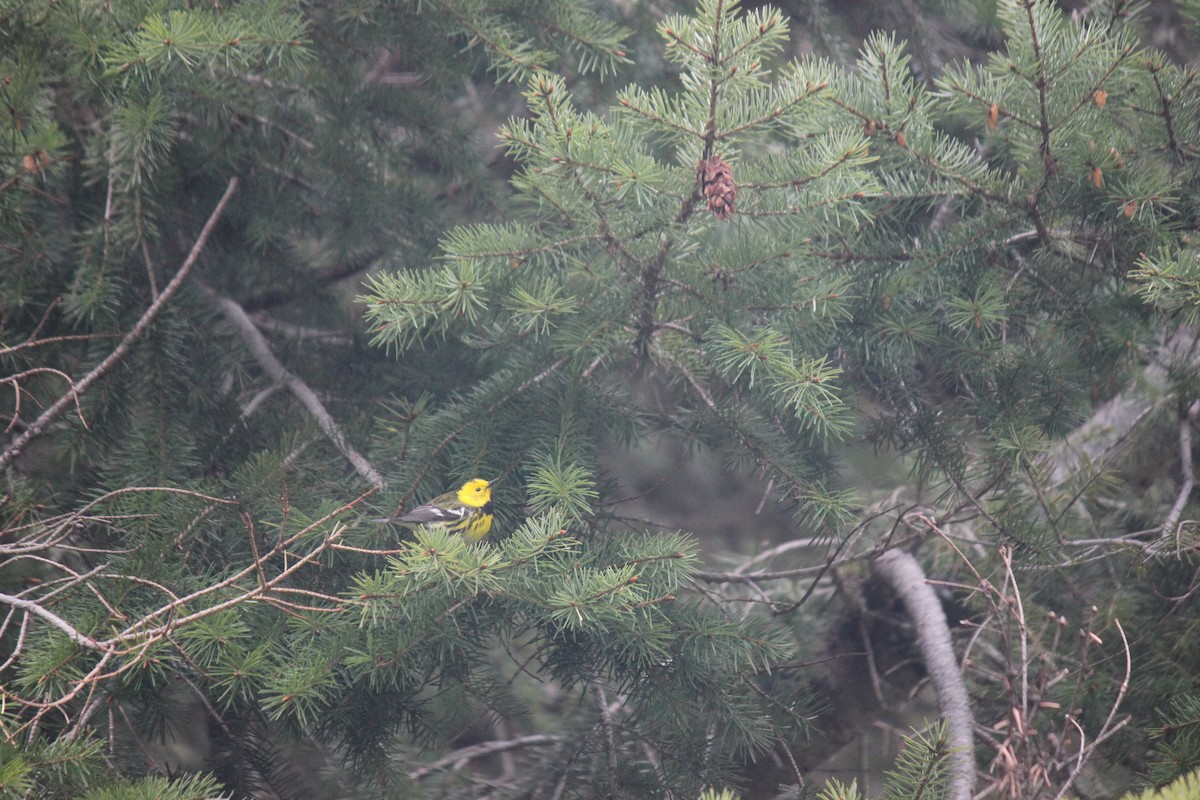 Townsend's x Hermit Warbler (hybrid) - ML619472242