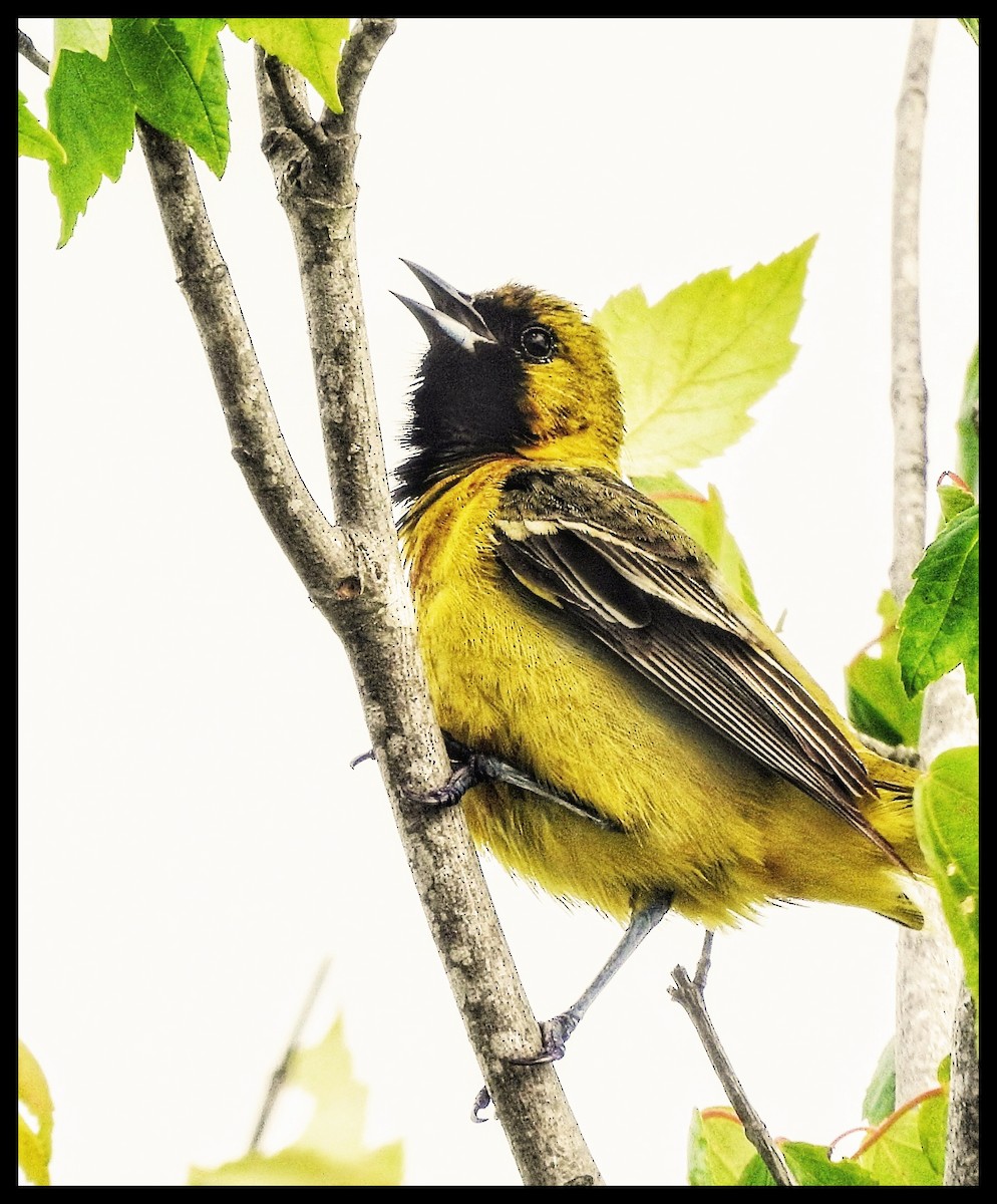 Orchard Oriole - Katey Buster