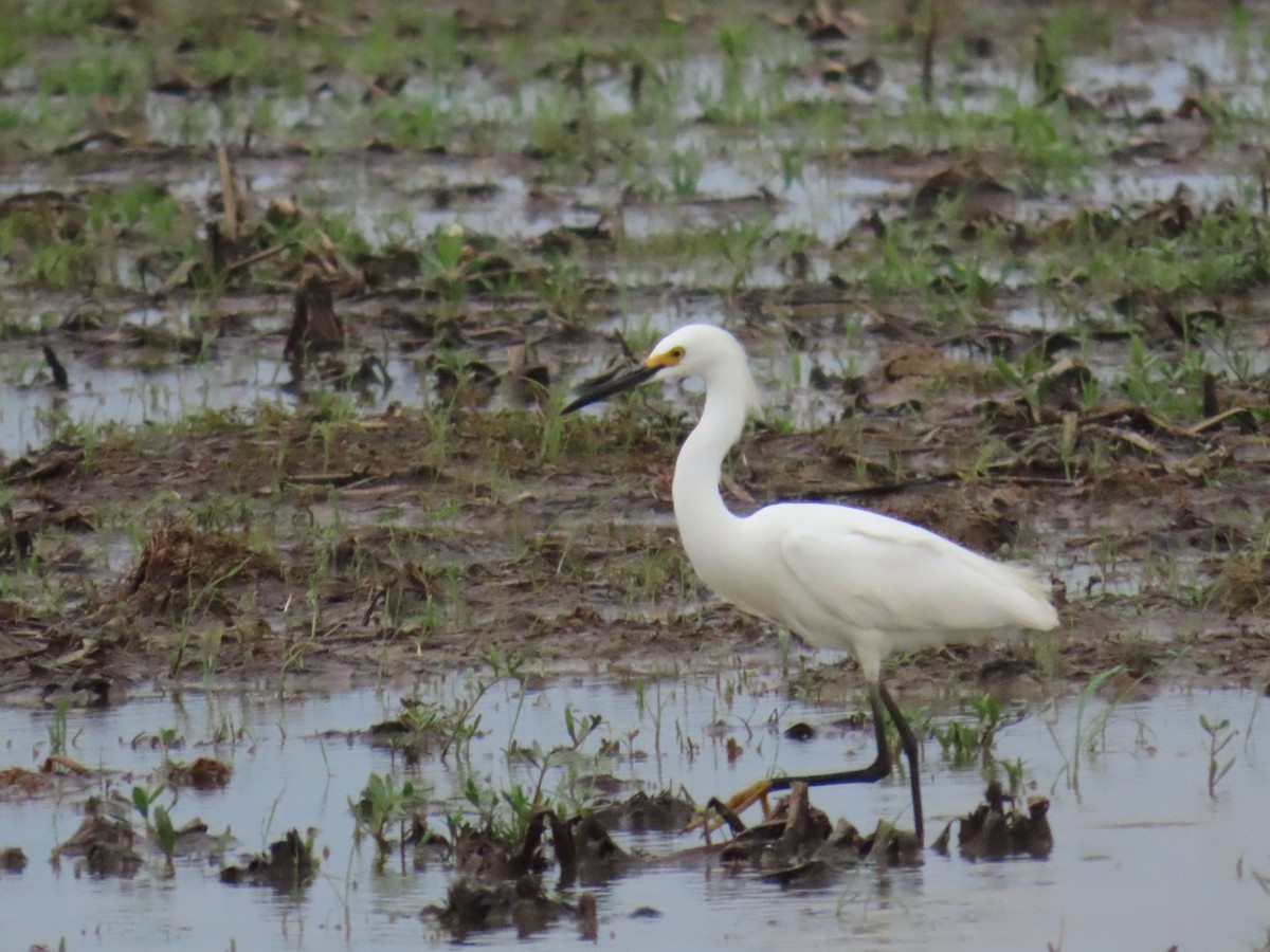 Snowy Egret - ML619472246