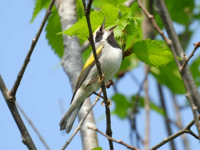 Golden-winged Warbler - Joe McGill